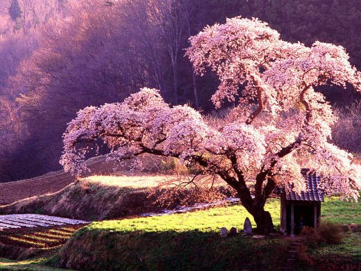 645792 (a): :1920x1440